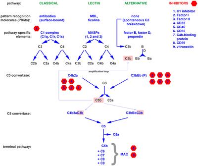 Complement Activation as a Helping Hand for Inflammophilic Pathogens and Cancer